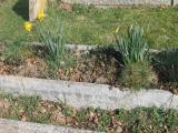 image of grave number 470330